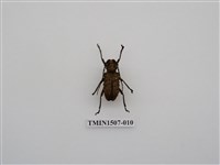 藏品(台灣瘤條天牛)的圖片